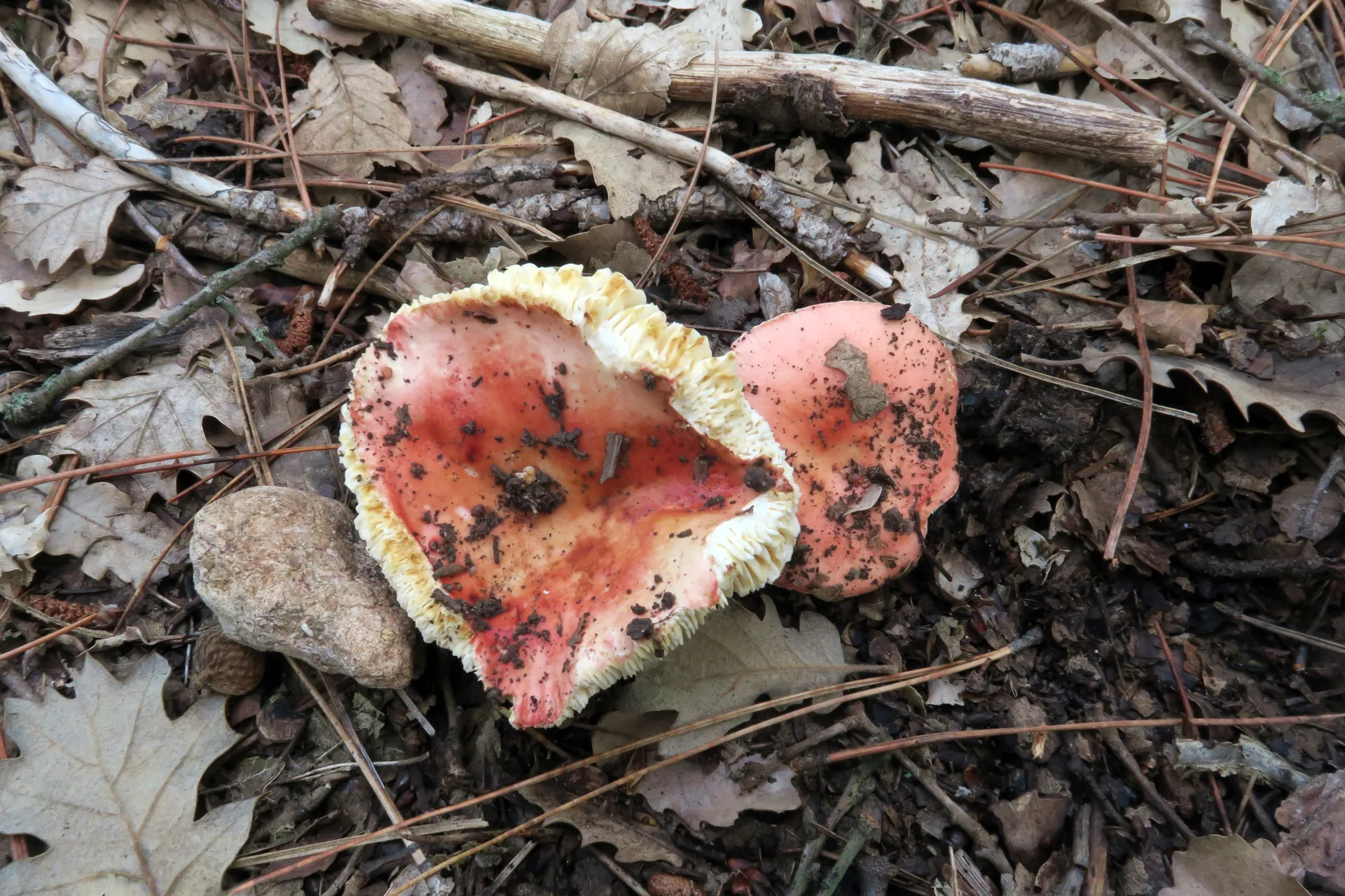 Russula decipiens - 1 - IMG_0830